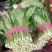 【优选】河北精品小白菜20-30公分无斑点无虫眼