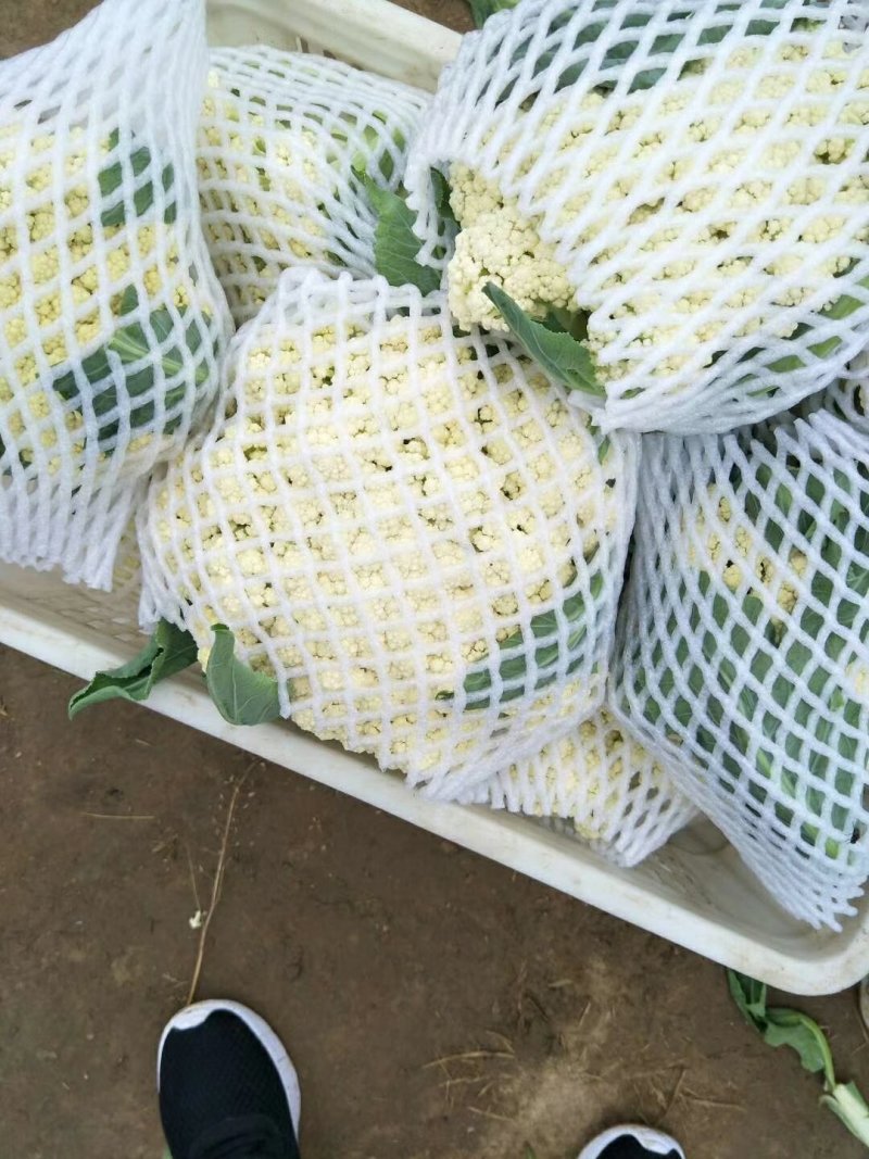 白面青梗松花菜23斤青梗白面大量供应各大批发市场