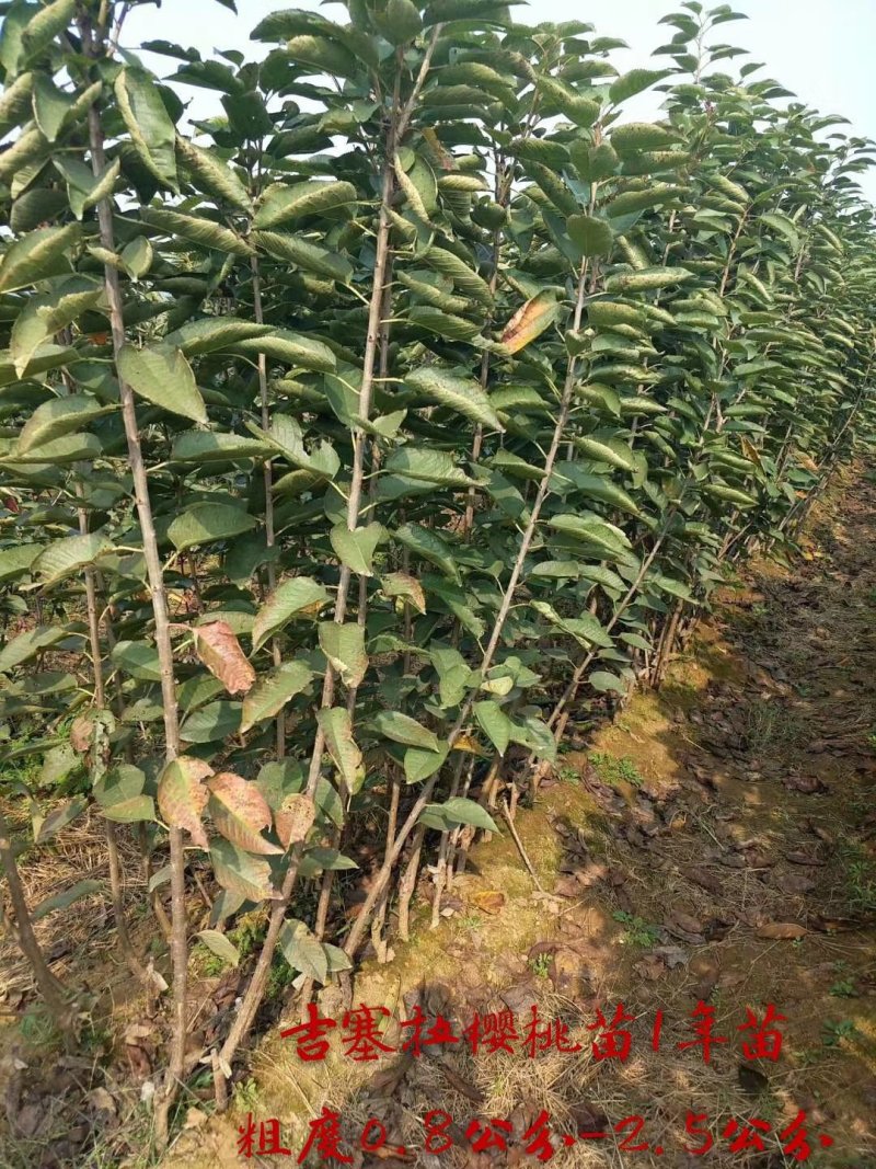 樱桃树苗美早樱桃树苗矮化樱桃树苗