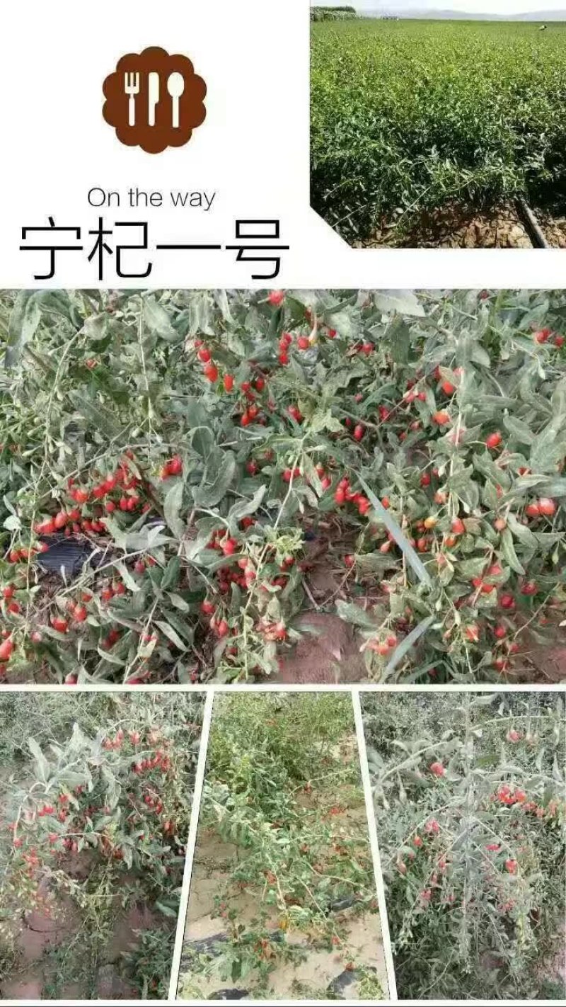 中宁枸杞苗