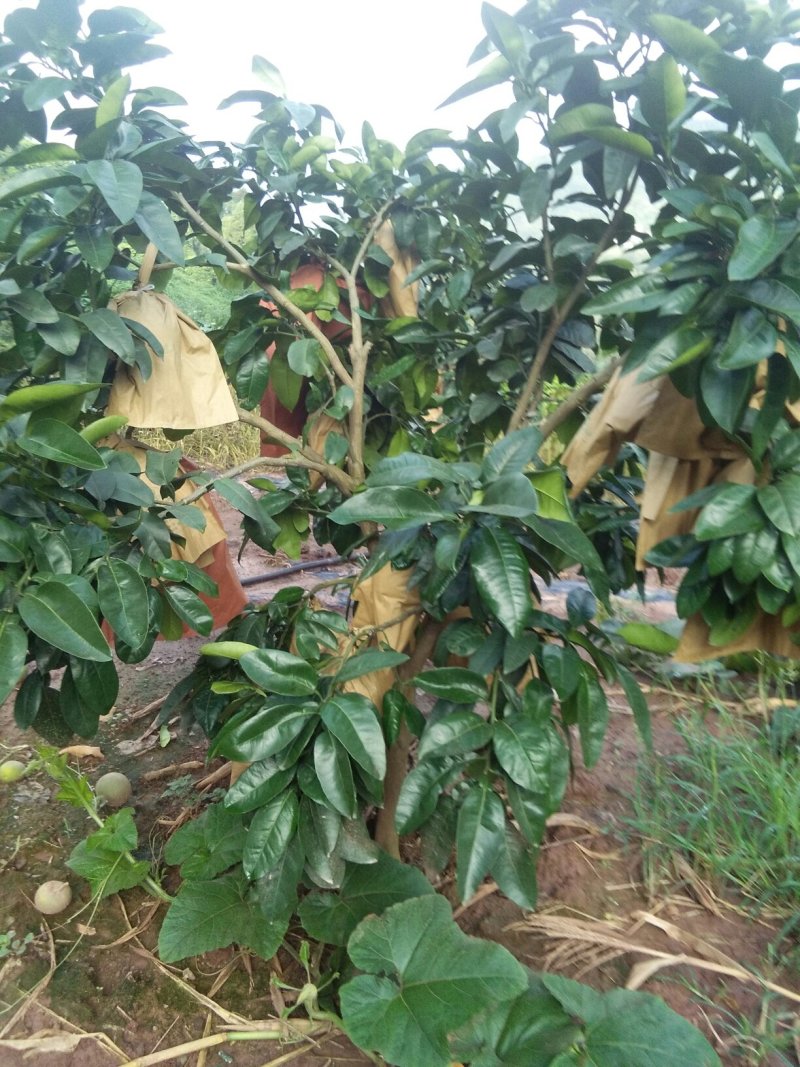三红柚