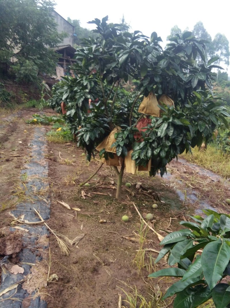 三红柚
