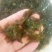 甘肃野生地皮菜，营养丰富