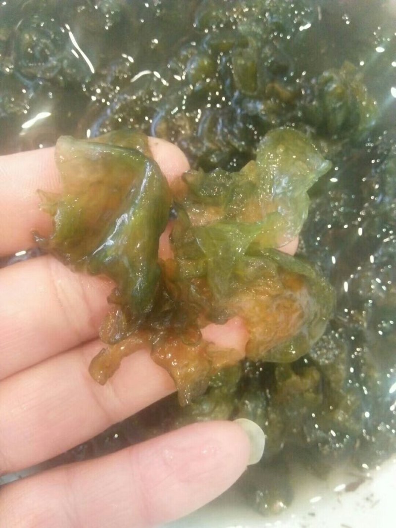 甘肃野生地皮菜，营养丰富