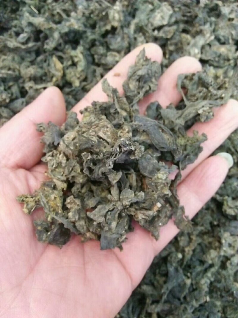甘肃野生地皮菜，营养丰富