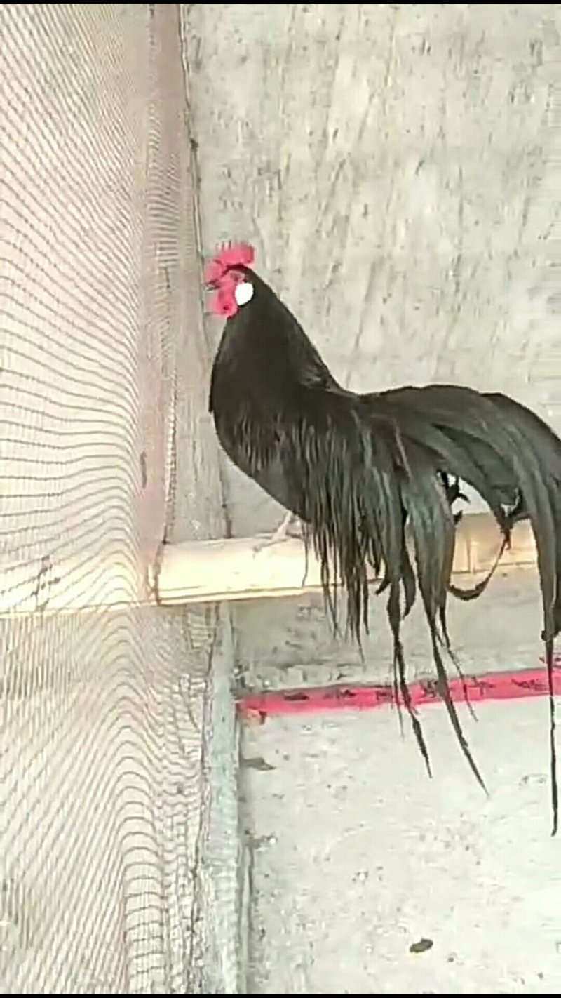日本长尾鸡