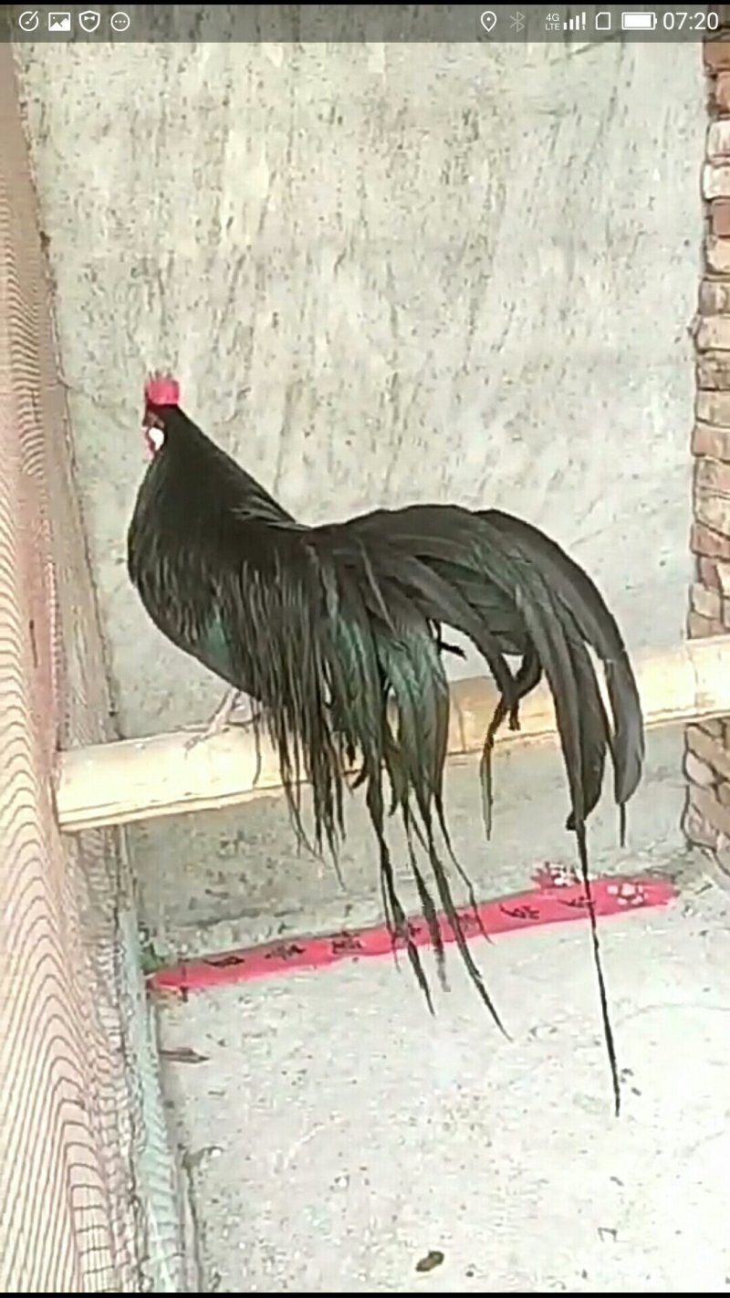 日本长尾鸡