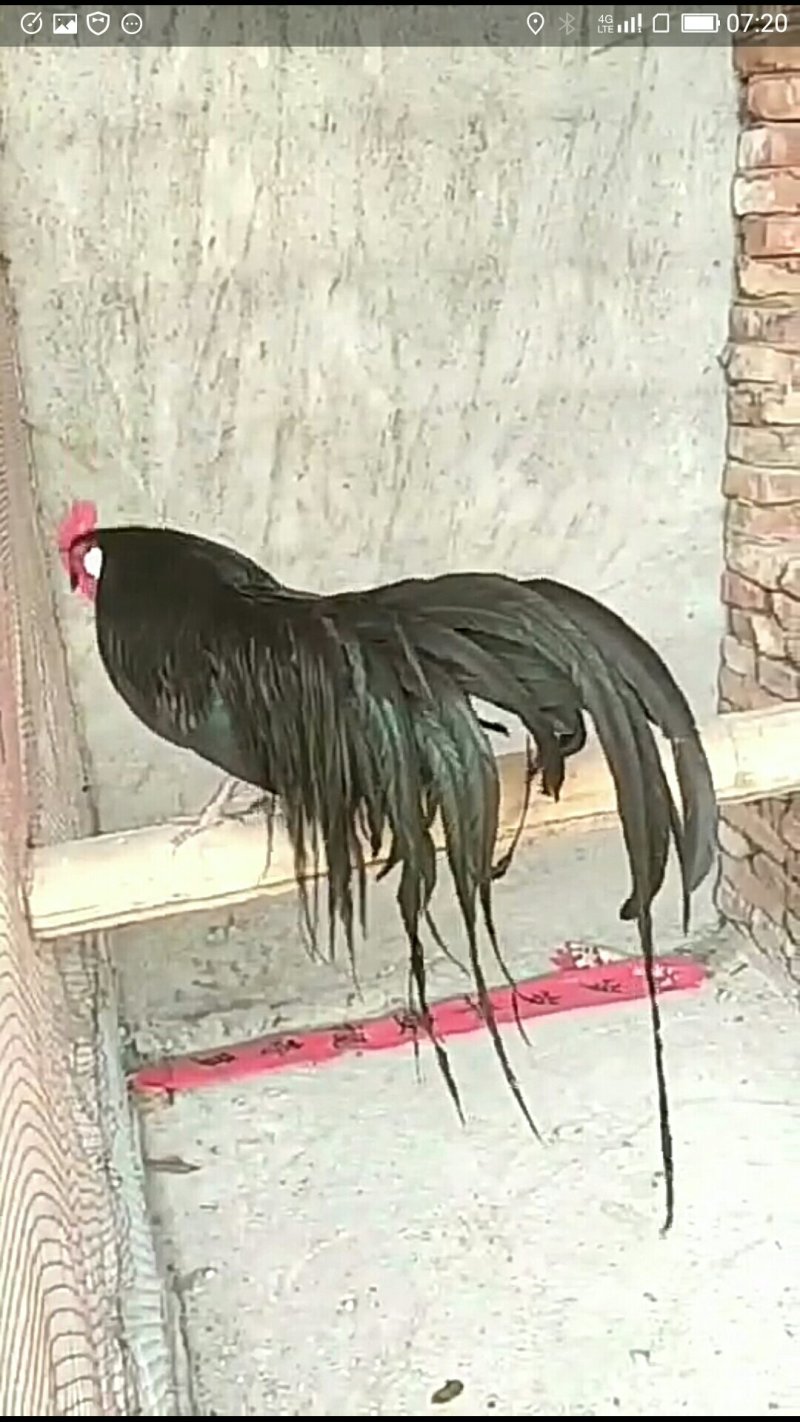 日本长尾鸡
