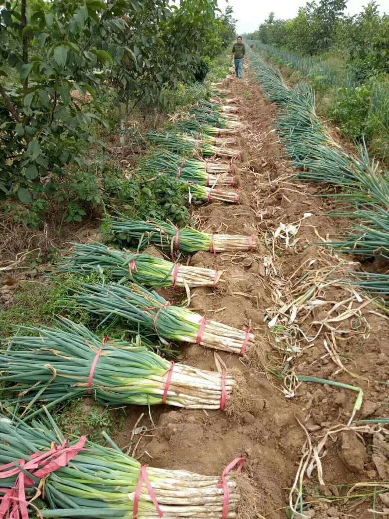 基地直供长白大葱，五指葱，毛葱葱嫩优质，质量保证货真价实