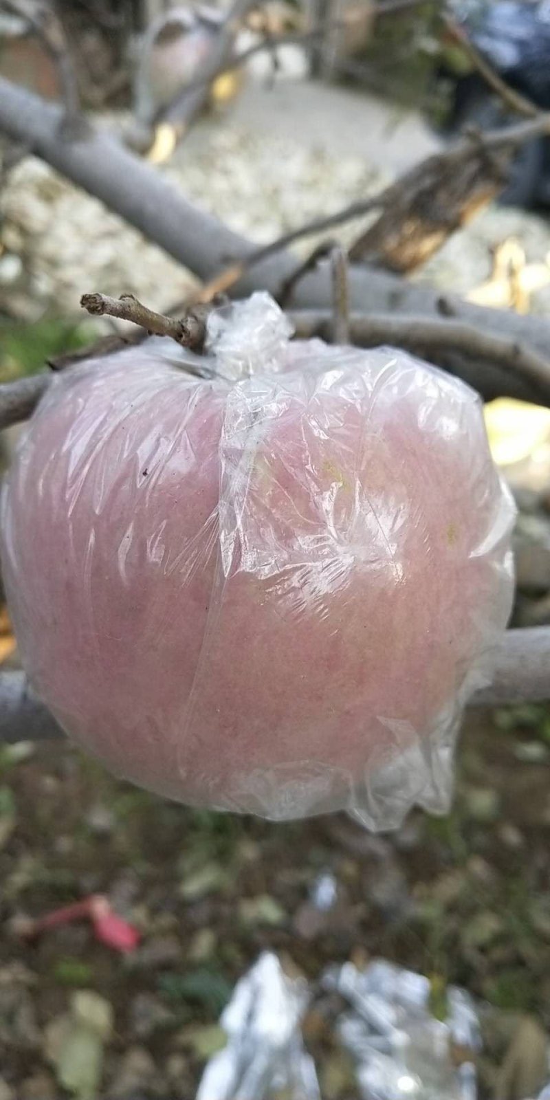 自家种植高塬红富士皮薄脆甜产地直销，看货现摘