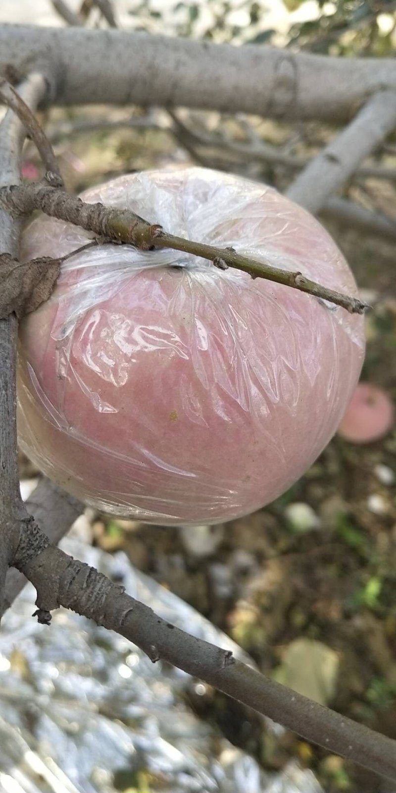 自家种植高塬红富士皮薄脆甜产地直销，看货现摘