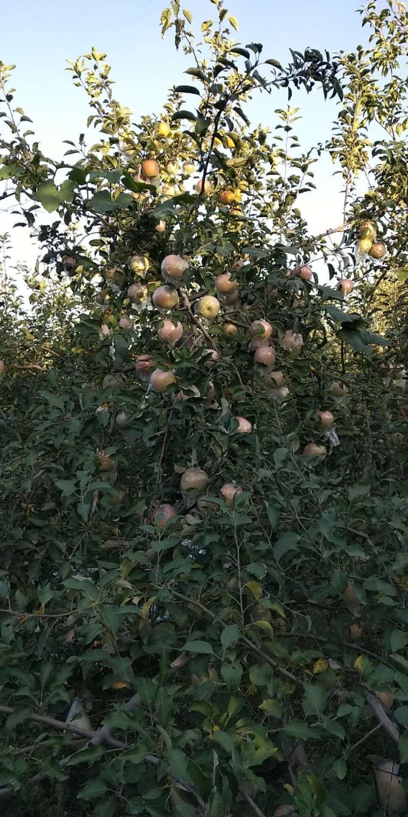 自家种植高塬红富士皮薄脆甜产地直销，看货现摘
