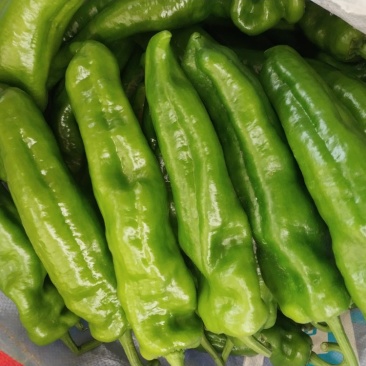 鲜辣椒301巨无霸黄皮尖椒