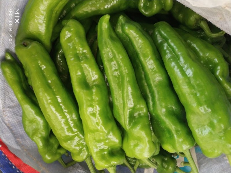 鲜辣椒301巨无霸黄皮尖椒