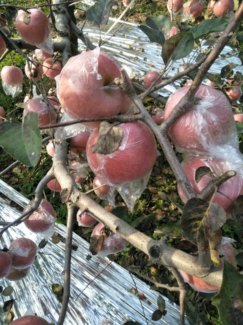 陕西大荔膜袋红富士苹果大量上市，欢迎各大团队前来产地采购