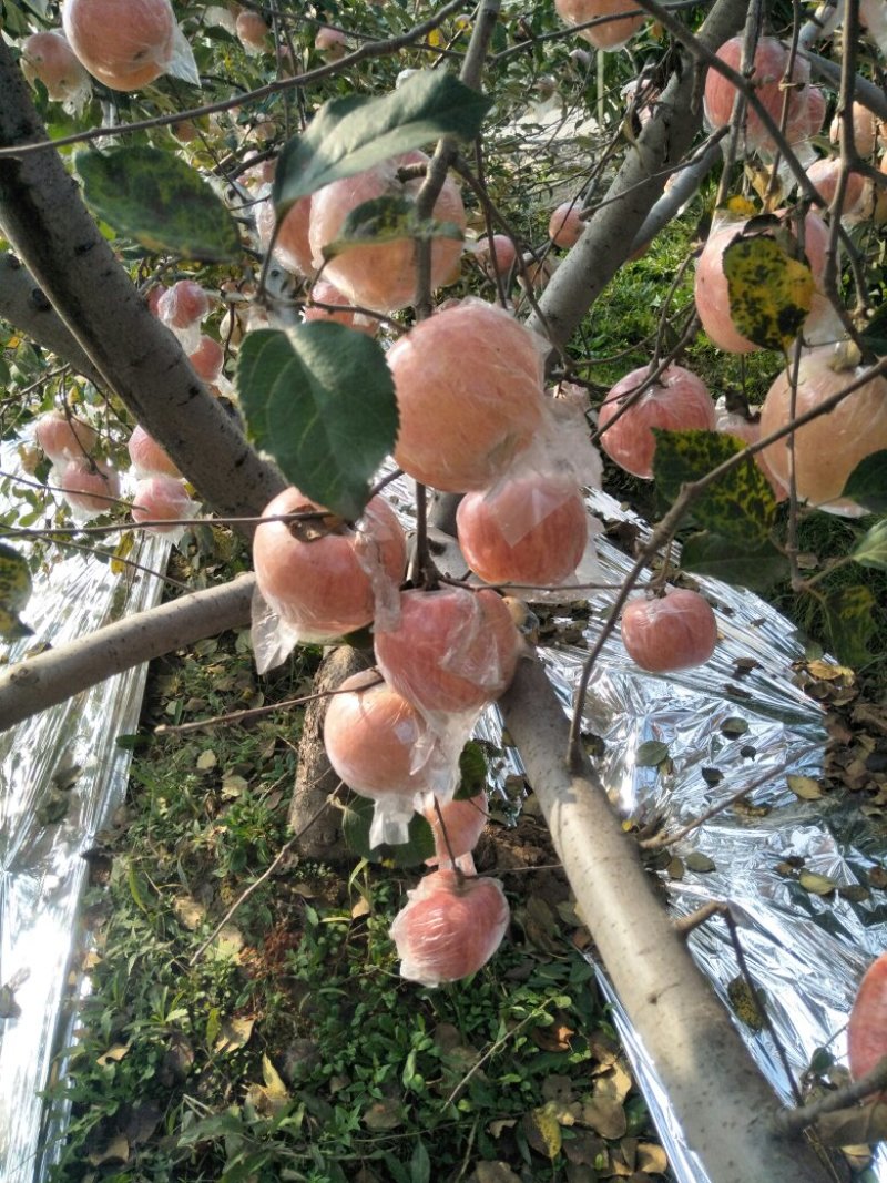 陕西大荔膜袋红富士大量上市欢迎各大团队前来产地采购！