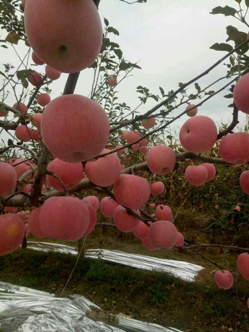 【优选】陕西纸袋红富士苹果大量供应中欢迎各大团队采购！