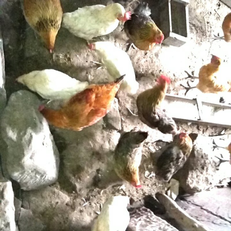 天然土鸡