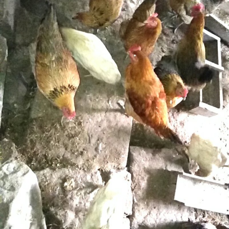 天然土鸡