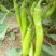 鲜辣椒301巨无霸黄皮尖椒