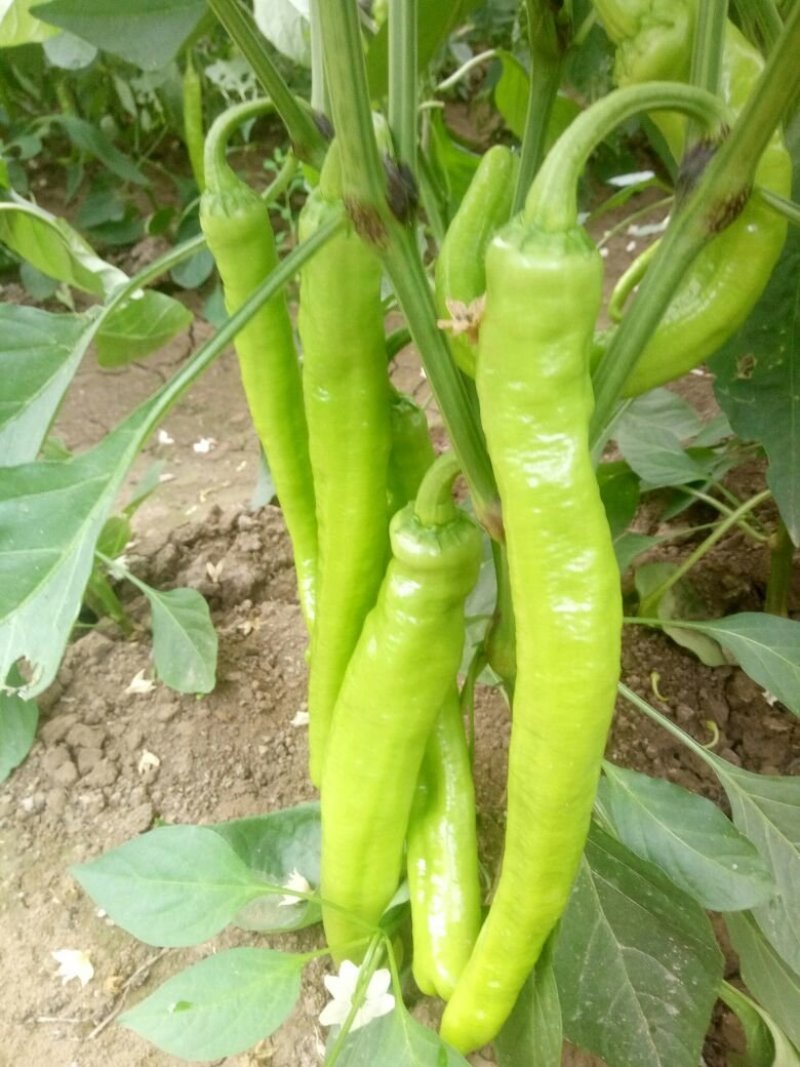 鲜辣椒301巨无霸黄皮尖椒