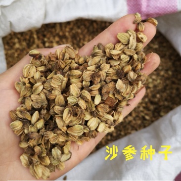 沙参种子