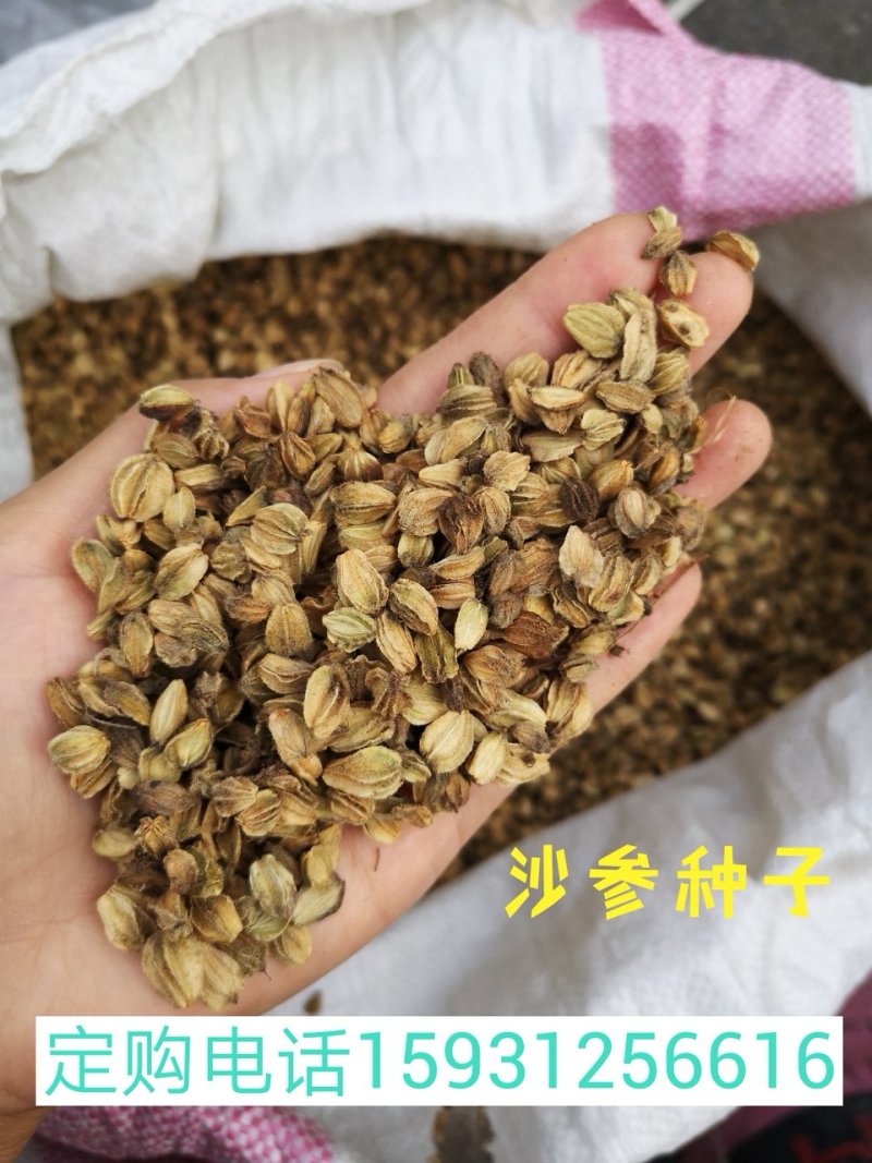 沙参种子