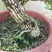 雀舌黄杨
