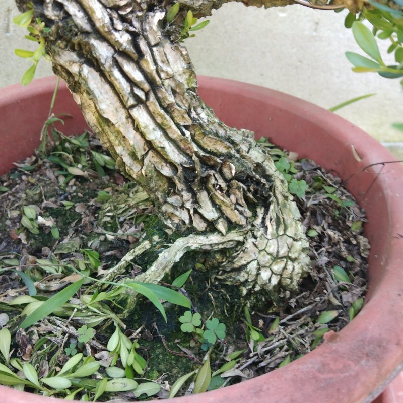 雀舌黄杨