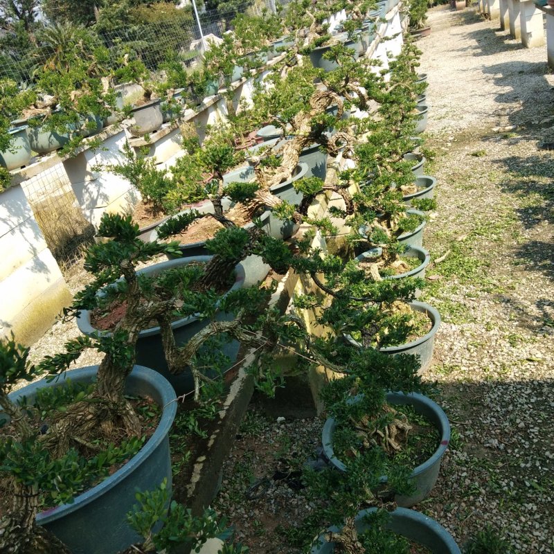 雀舌黄杨