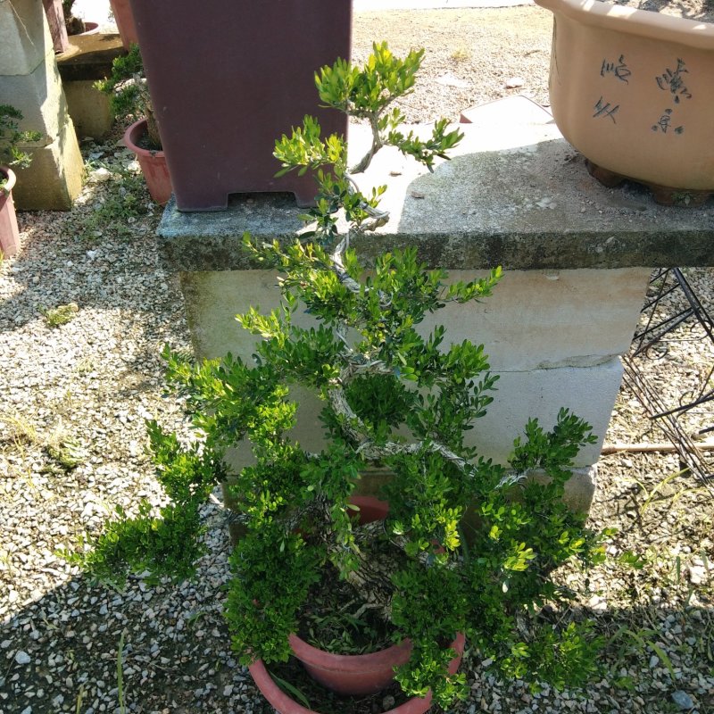 雀舌黄杨