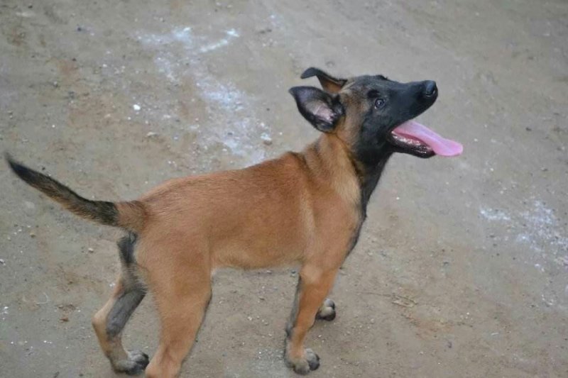 马犬幼犬