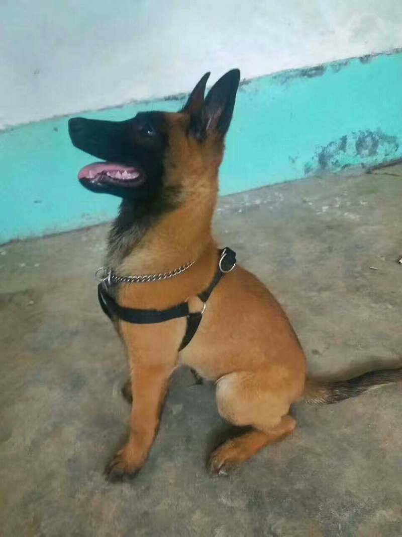马犬幼犬