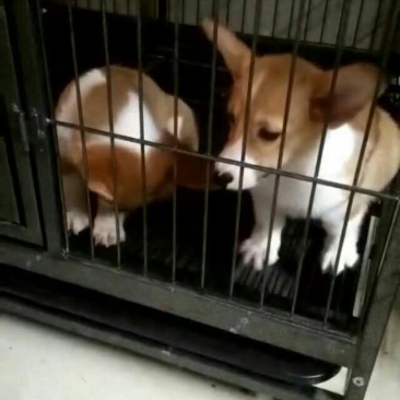 金毛柯基犬出售