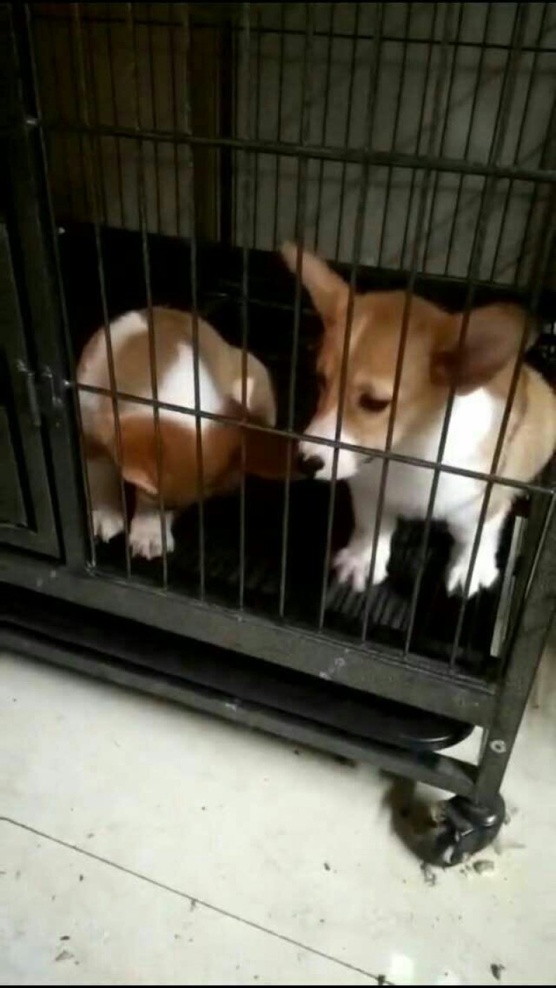 金毛柯基犬出售