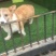 金毛柯基犬出售