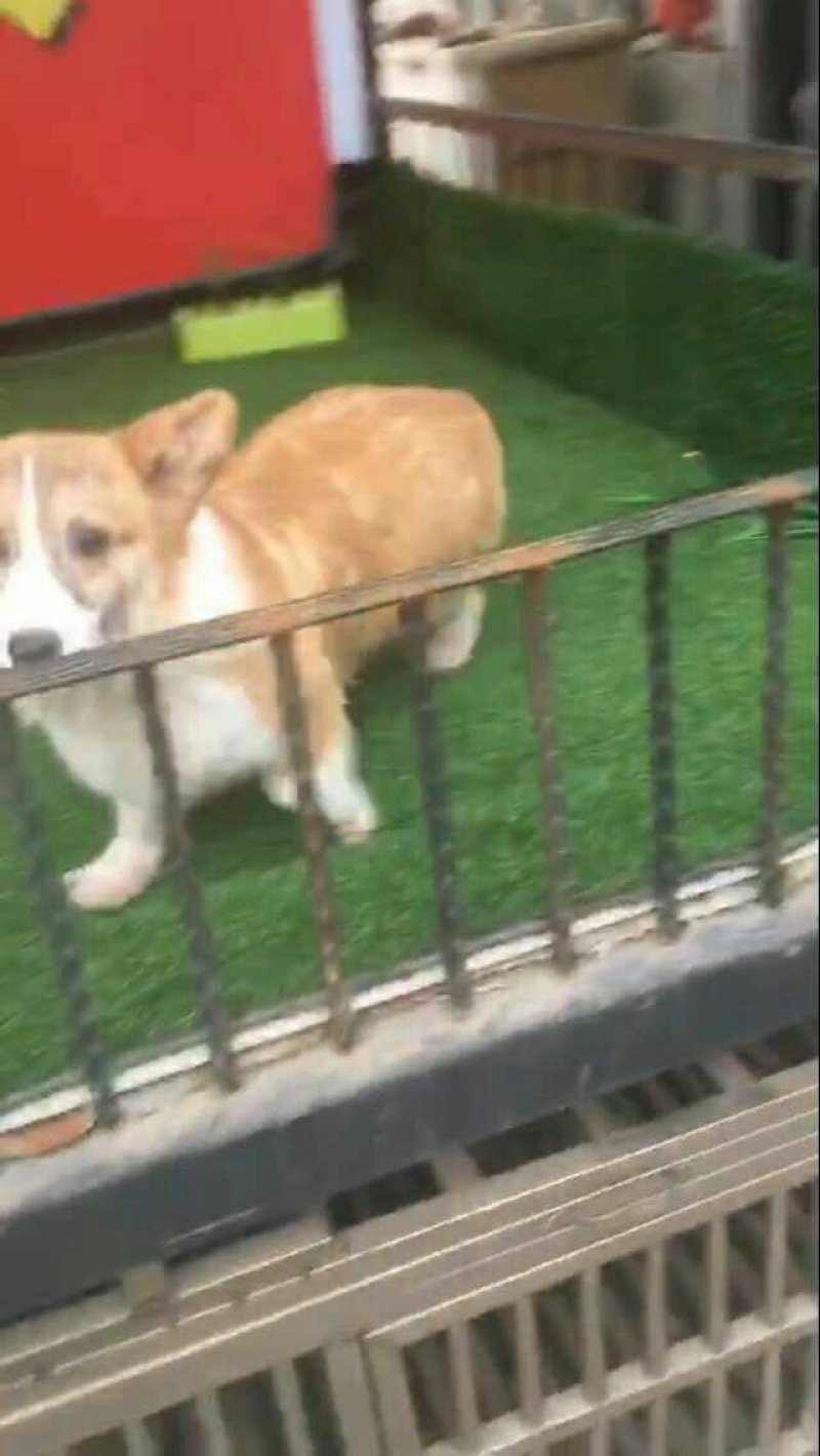 金毛柯基犬出售
