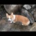 金毛柯基犬出售
