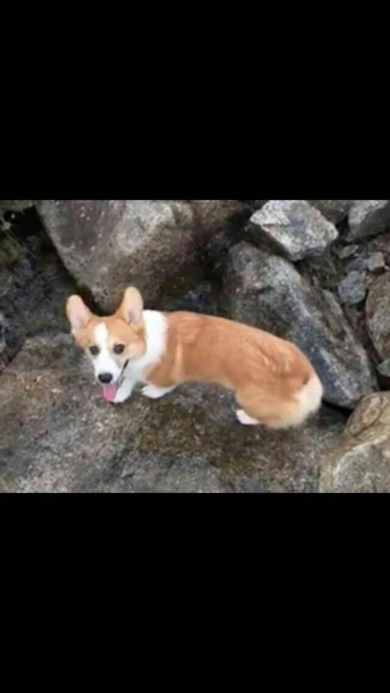 金毛柯基犬出售