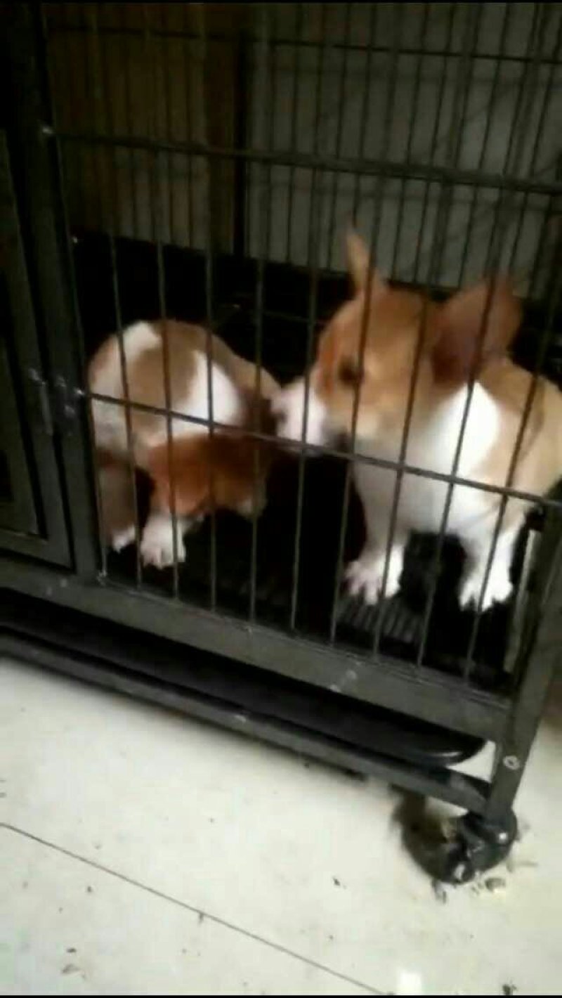 金毛柯基犬出售