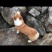 金毛柯基犬出售