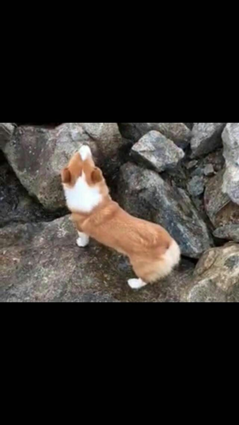 金毛柯基犬出售