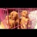 金毛柯基犬出售