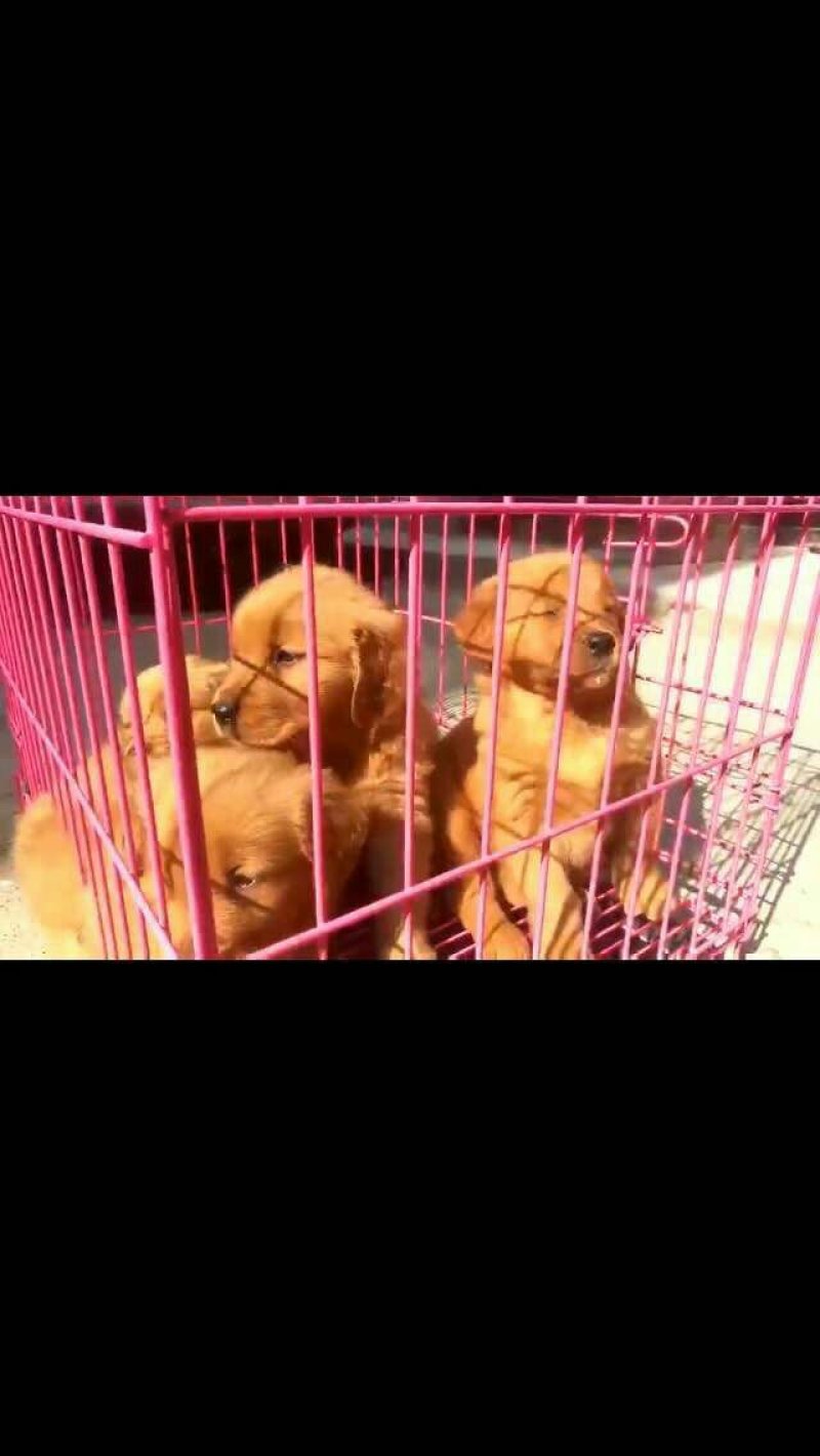 金毛柯基犬出售