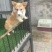 金毛柯基犬出售