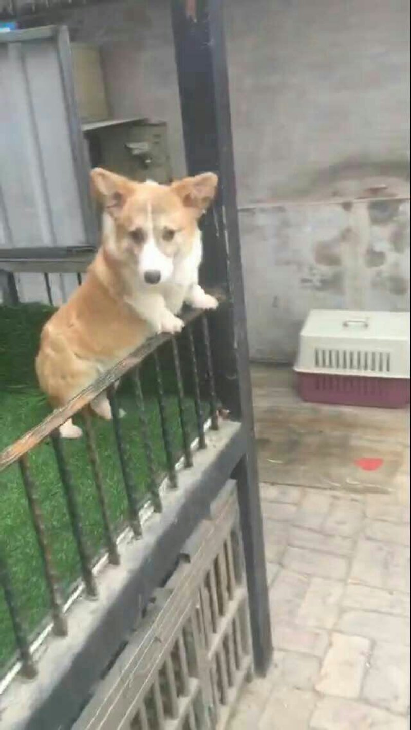 金毛柯基犬出售