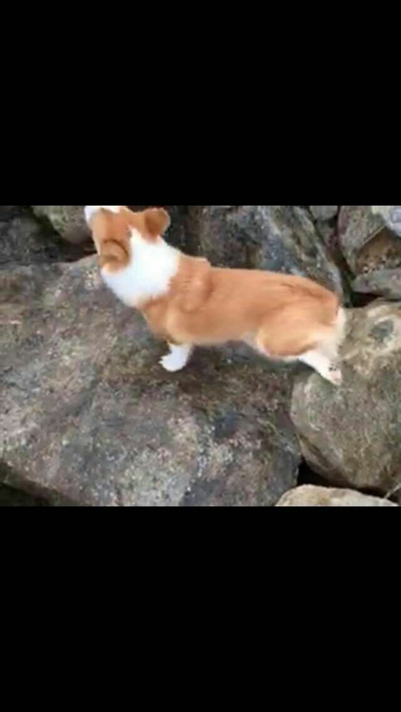 金毛柯基犬出售