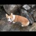 金毛柯基犬出售