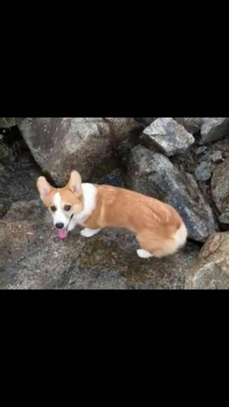 金毛柯基犬出售