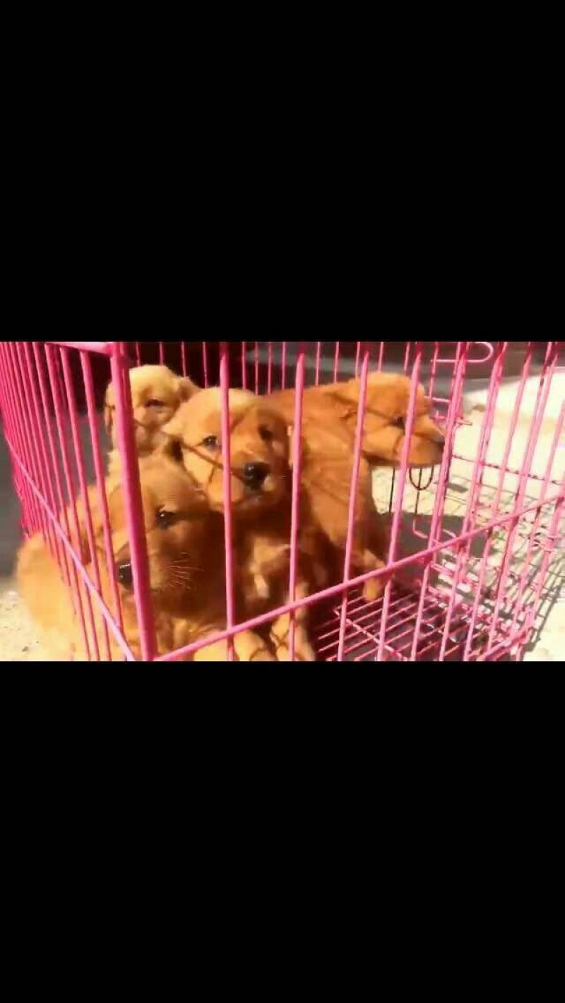 金毛柯基犬出售